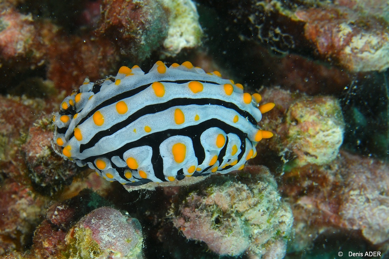 Phyllidia-varicosa Phyllidie variqueuse-Mahe Anse du riz-18m-20190609-Denis-ADER-DSC_8197_tn.jpg